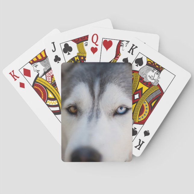 Closeup Stoic Gaze of an Alaskan Malamute Poker Cards (Back)