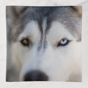 Closeup Stoic Gaze of an Alaskan Malamute Trinket Tray