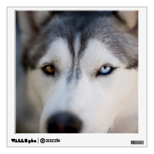 Closeup Stoic Gaze of an Alaskan Malamute Wall Decal