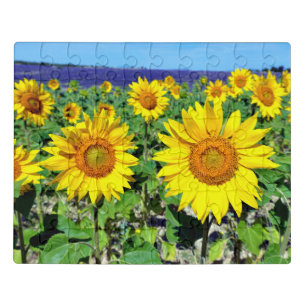 Closeup sunflowers in France Jigsaw Puzzle