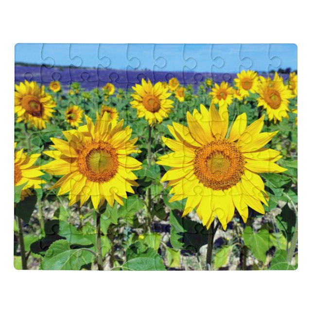 Closeup sunflowers in France Jigsaw Puzzle (Puzzle Horizontal)