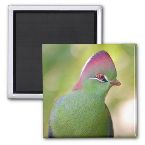 Closeup turaco of fischer magnet