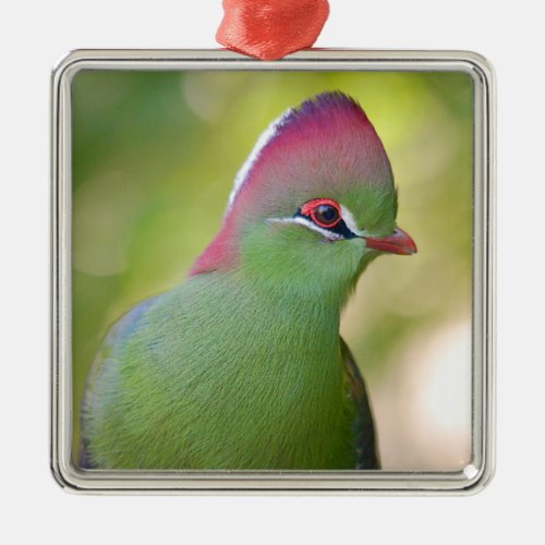 Closeup turaco of fischer metal ornament