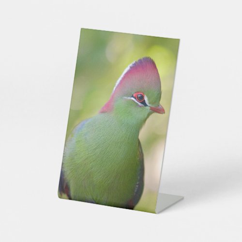 Closeup turaco of fischer pedestal sign