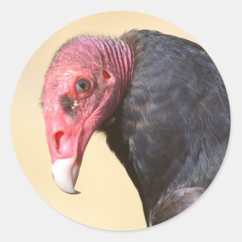 Closeup turkey vulture classic round sticker