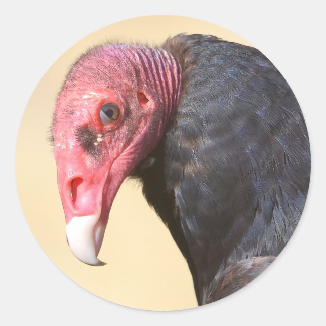 Closeup turkey vulture classic round sticker (Front)
