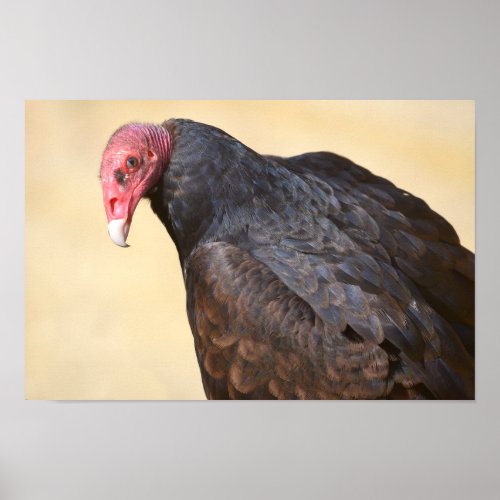 Closeup turkey vulture poster