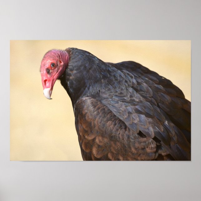 Closeup turkey vulture poster (Front)