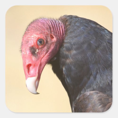 Closeup turkey vulture square sticker