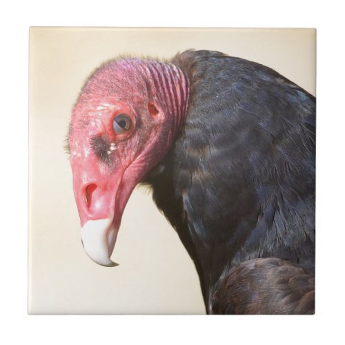 Closeup turkey vulture tile