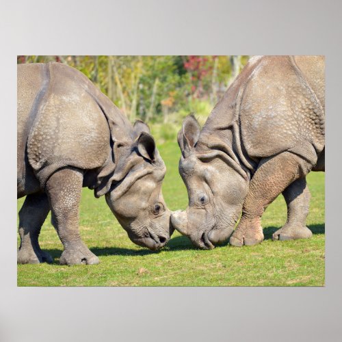 Closeup two Indian rhinoceros Poster