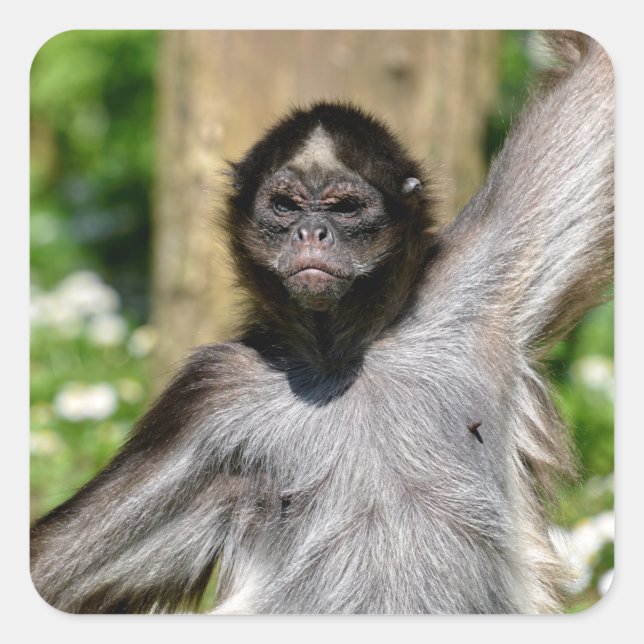 Closeup variegated spider monkey postcard metal or square sticker (Front)