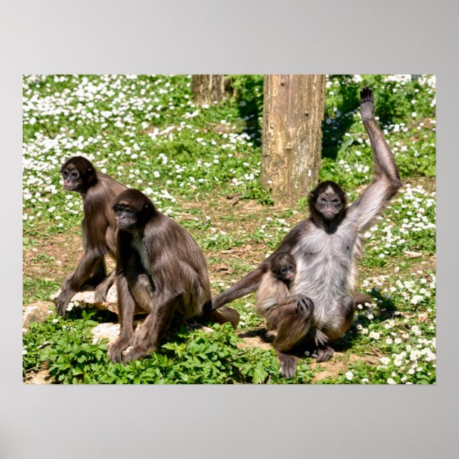 Closeup variegated spider monkey   poster (Front)