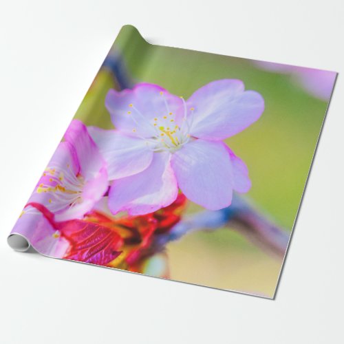 Closeup View Of Pink Sakura Cherry Blossoms Wrapping Paper