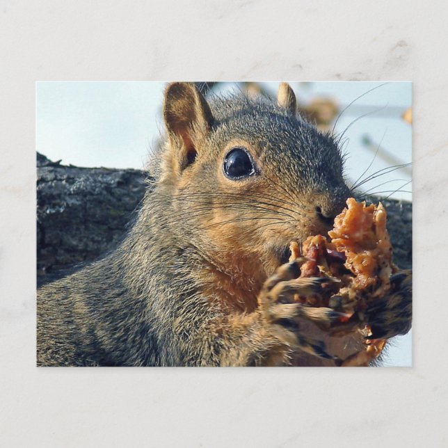 Closeup Yummy Postcard (Front)