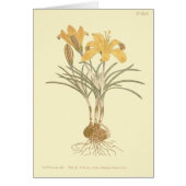 Cloth of Gold Crocus Illustration (Front)