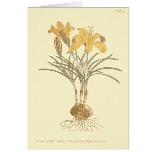 Cloth of Gold Crocus Illustration Cards (Front)