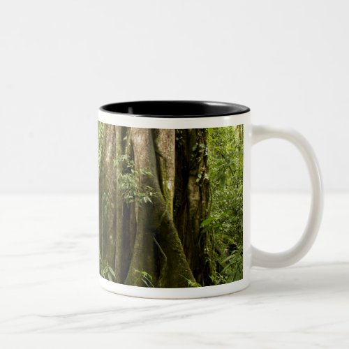 Cloud forest Bosque de Paz Costa Rica Two_Tone Coffee Mug