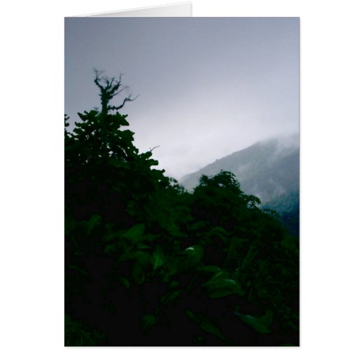 "Cloud Forest" Cards (Front)