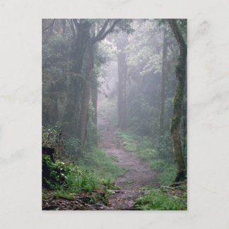 Cloud forest, Mt. Kilimanjaro, Tanzania Postcard