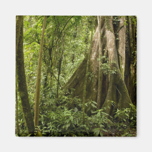 Cloud forest, Peace Rain Forest, Costa Rica Magnet