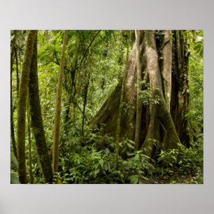 Cloud forest, Peace Rain Forest, Costa Rica Poster