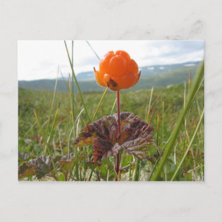 Cloudberry Postcard