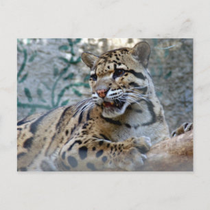 clouded leopard-1 4x6 postcard
