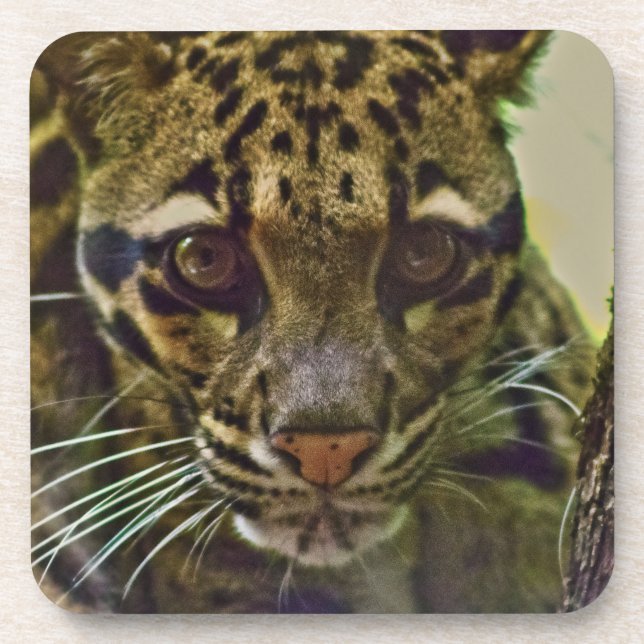 Clouded Leopard Beverage Coaster (Front)