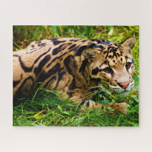 Clouded Leopard Big Cat's. Jigsaw Puzzle