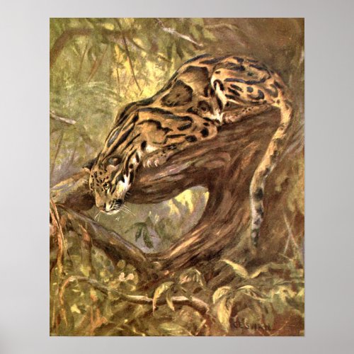 Clouded Leopard by CE Swan Vintage Wild Animals Poster