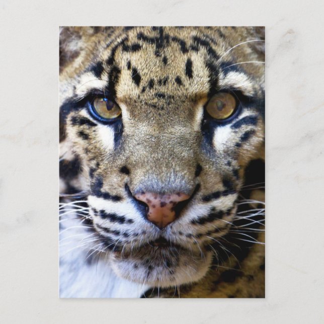 Clouded leopard detail postcard (Front)