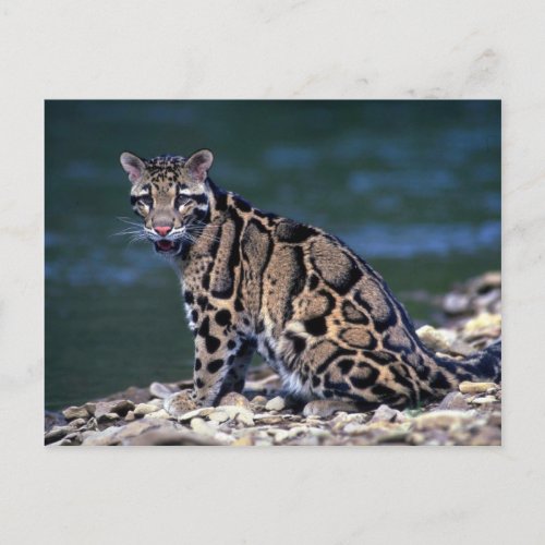 Clouded Leopard_eye contact Postcard