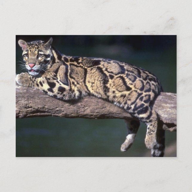 Clouded Leopard on log Postcard (Front)