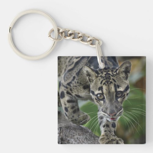 Clouded Leopard on the Move Keychain