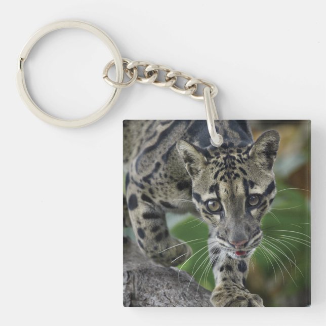 Clouded Leopard on the Move Keychain (Front)