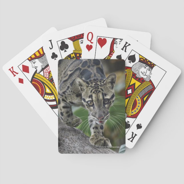 Clouded Leopard on the Move Poker Cards (Back)