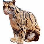 clouded leopard photograph jungle big cat animal   cutout<br><div class="desc">Beautiful clouded leopard photograph. Perfect for the leopard or big cat fan in your life!</div>