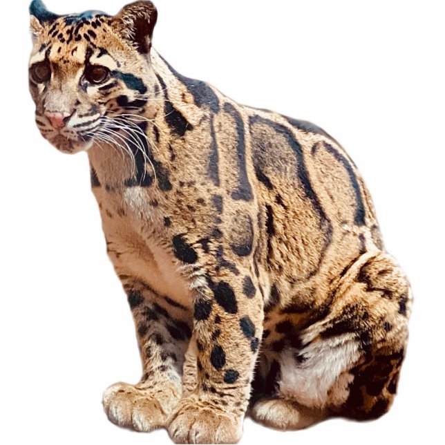 clouded leopard photograph jungle big cat animal   cutout (Front)