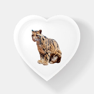 clouded leopard photograph jungle big cat animal paperweight