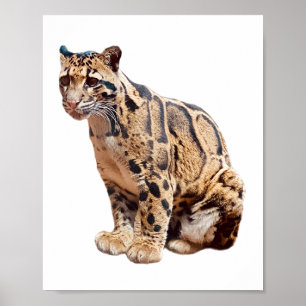 clouded leopard photograph jungle big cat animal poster