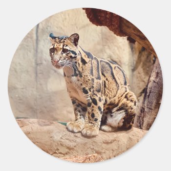 Clouded Leopard Picture Nature  Classic Round Sticker by CharmedPix at Zazzle