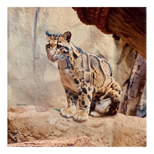clouded leopard picture nature wildlife exotic acrylic print