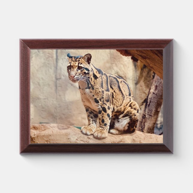 clouded leopard picture nature wildlife exotic award plaque (Horizontal)