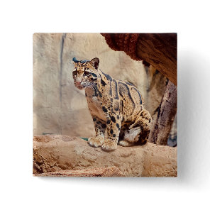 clouded leopard picture nature wildlife exotic button