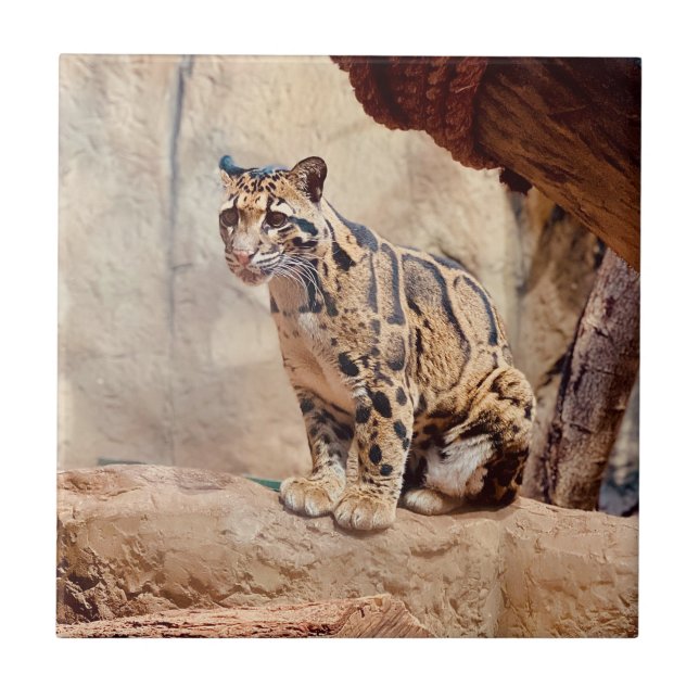 clouded leopard picture nature wildlife exotic ceramic tile (Front)