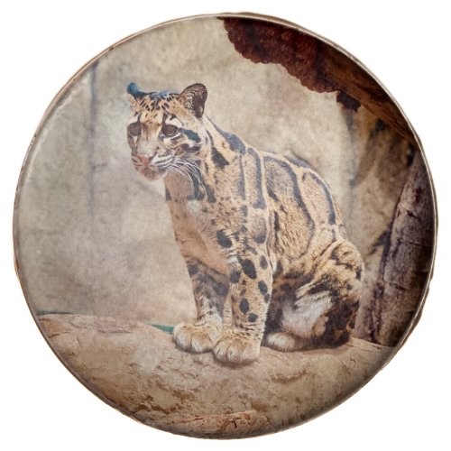 clouded leopard picture nature wildlife exotic chocolate covered oreo