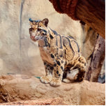 clouded leopard picture nature wildlife exotic cutout<br><div class="desc">Beautiful clouded leopard photograph. Sure to add a touch of nature to your home!</div>