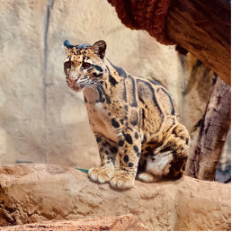 clouded leopard picture nature wildlife exotic cutout