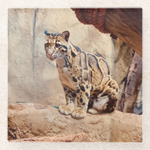 clouded leopard picture nature wildlife exotic glass coaster